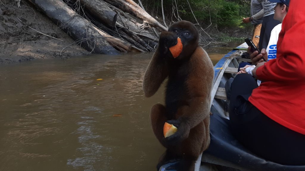 A monkey sits on the side of our canoe enjoying some orange. 