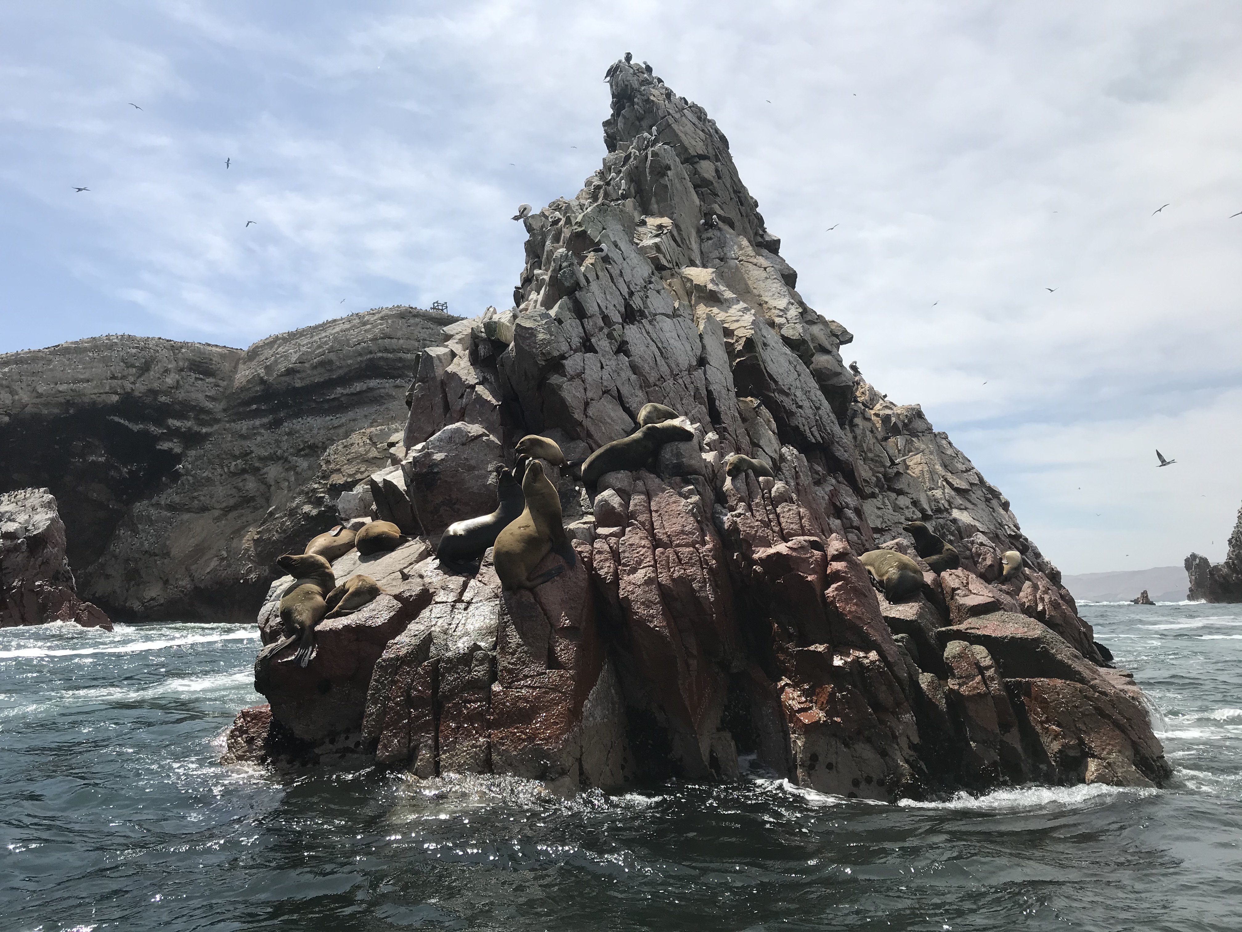 Sea lions on a rock at the Islas Ballestas