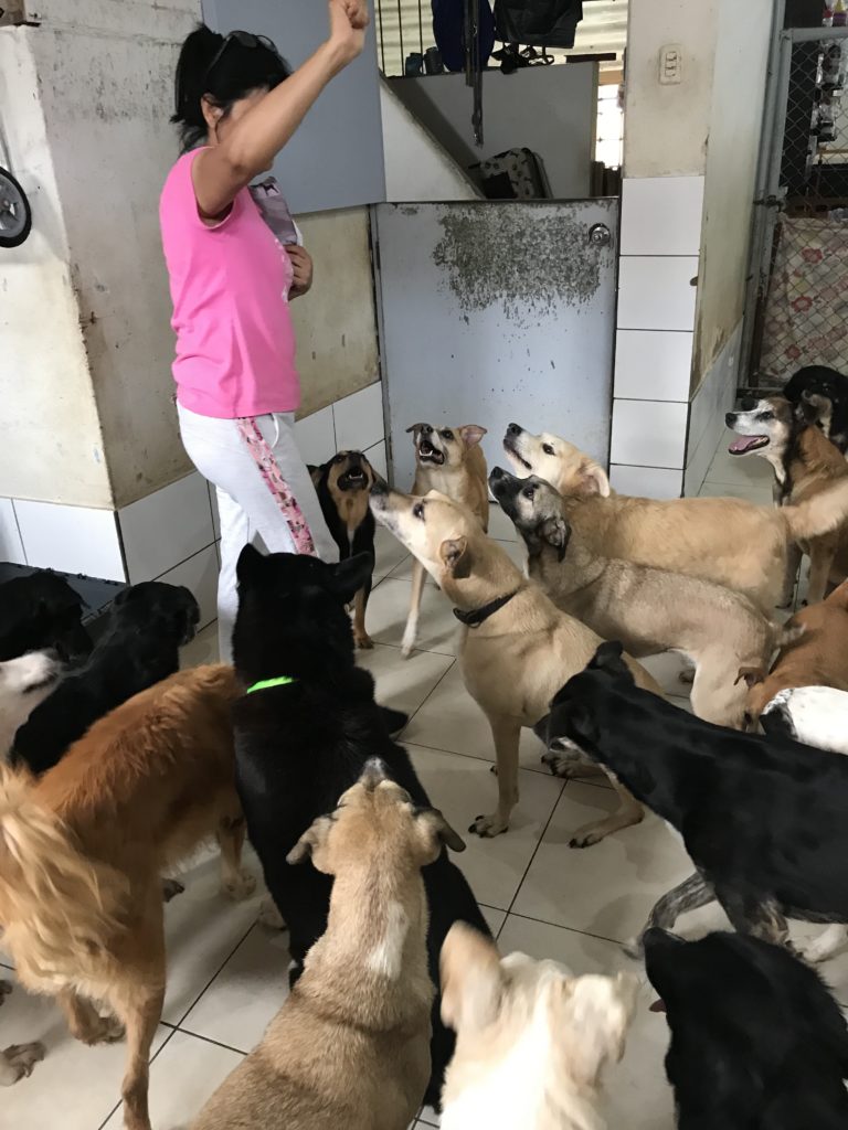 lots of dogs all trying to get food